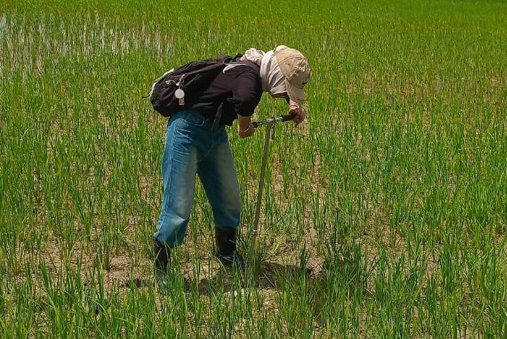 Mahasiswi Agroteknologi Teliti Kualitas Tanah Akibat Alih Fungsi Lahan Sawah Menjadi Perkebunan di Kecamatan Seruway