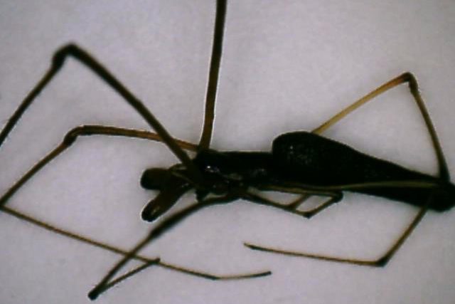 Mahasiswi Agroteknologi UNSAM Teliti Identifikasi Serangga Hama dan Predator pada Tanaman Padi di Kecamatan Bendahara