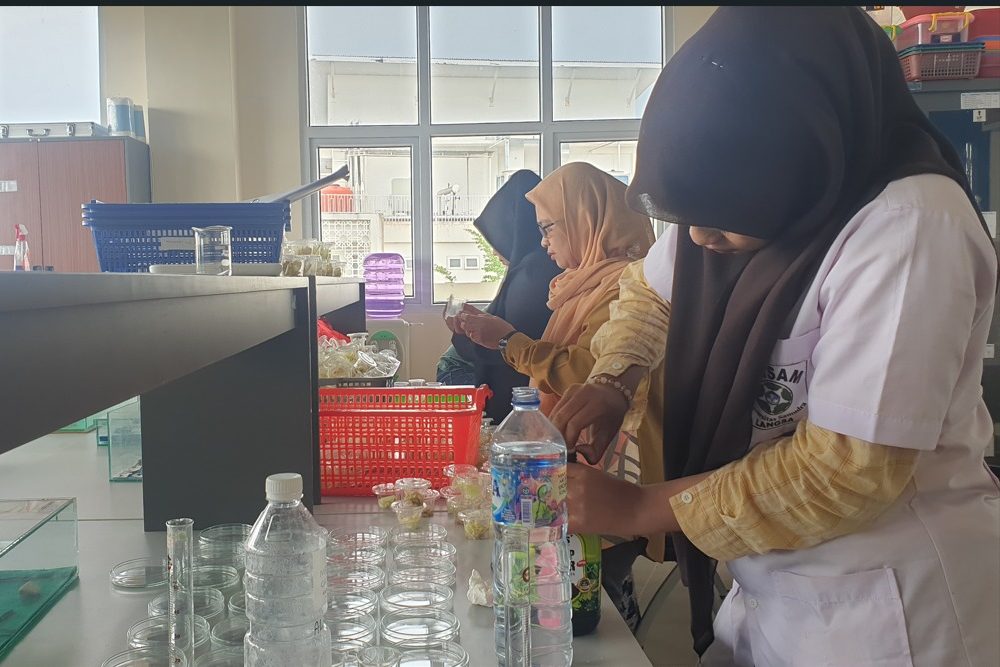 Mahasiswa Agroteknologi Universitas Samudra Teliti Pemanfaatan Asap Cair Tandan Kelapa Sawit untuk Pengendalian Spodoptera frugiperda